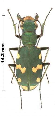 Réf. 245 761 : Cicindela gallica